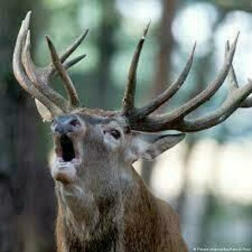 Medium %d0%91%d0%b5%d0%b7 %d0%bd%d0%b0%d0%b7%d0%b2%d0%b0%d0%bd%d0%b8%d1%8f