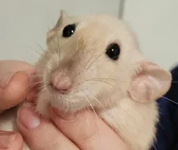 Вкусняшки от Хвостатых